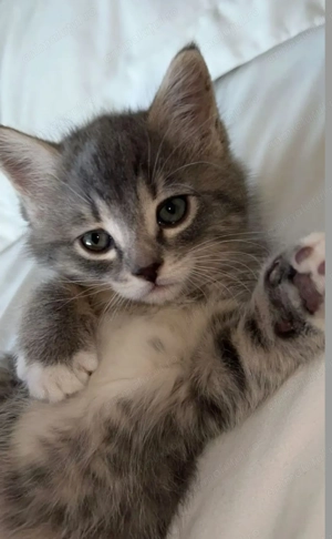 Norvegian de pădure 