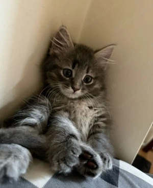 Norvegian de pădure  - imagine 5