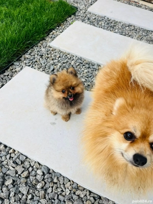 pomeranian maroo fetita disponibila !!