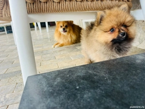 pomeranian maroo fetita disponibila !! - imagine 2 pomeranian maroo fetita disponibila !! - imagine 2