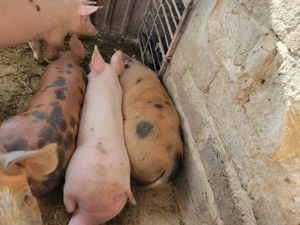 Vând porci pentru Crăciun 