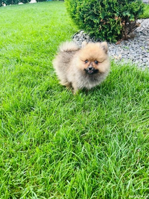 pomeranian toy maroo! - imagine 2 pomeranian toy maroo! - imagine 2