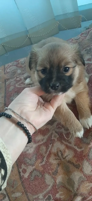 Cățeluși metis de talie mică - imagine 4 Cățeluși metis de talie mică - imagine 4