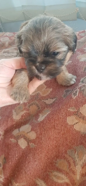 Cățeluși metis de talie mică - imagine 3 Cățeluși metis de talie mică - imagine 3