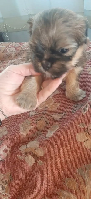 Cățeluși metis de talie mică - imagine 2 Cățeluși metis de talie mică - imagine 2