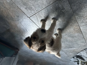 Cățeluși Fox terrier - imagine 2