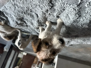 Cățeluși Fox terrier