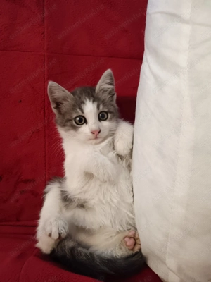 Maine Coon foarte jucăuși  - imagine 3