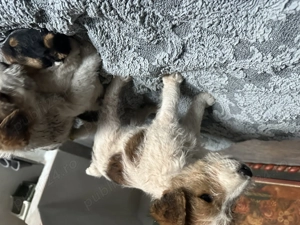 Cățeluși Fox terrier - imagine 5