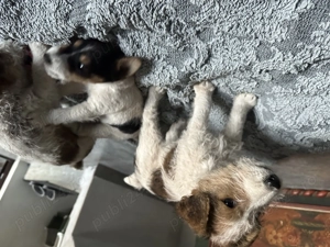 Cățeluși Fox terrier - imagine 4