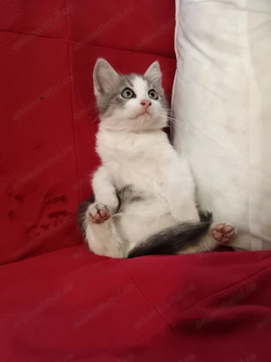 Maine Coon foarte jucăuși