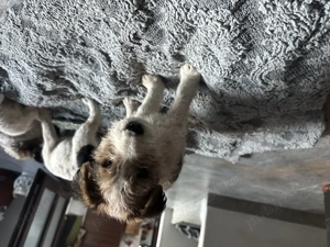 Cățeluși Fox terrier - imagine 3