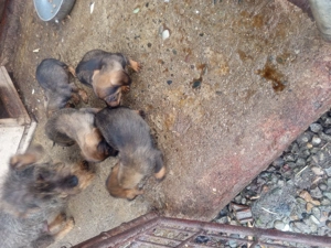 vând teckel sârmos  - imagine 2 vând teckel sârmos  - imagine 2