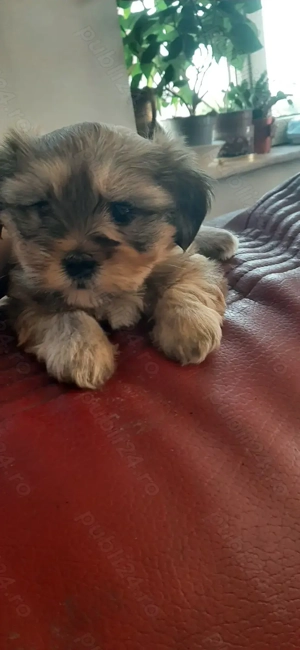 Cățeluși metis de talie mică - imagine 5 Cățeluși metis de talie mică - imagine 5