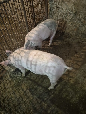 Disponibili Sibiu Slimnic 