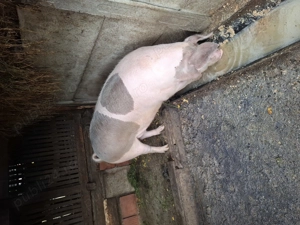 Vand porc de carne - imagine 3 Vand porc de carne - imagine 3