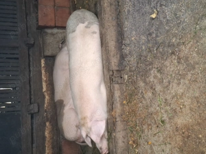 Vand porc de carne - imagine 2 Vand porc de carne - imagine 2