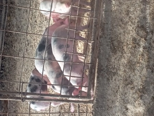 De vânzare 7 săptămâni 