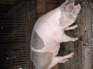 Vand porc de carne - imagine 5 Vand porc de carne - imagine 5