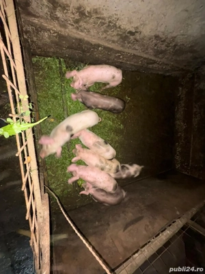 Purcei de vânzare  - imagine 2