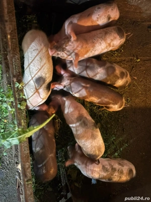 Purcei de vânzare  - imagine 3