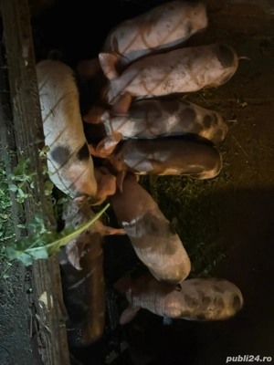 Purcei de vânzare  - imagine 5