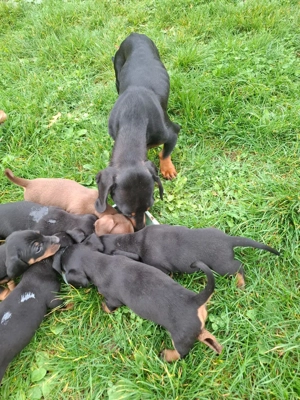 Căței teckel ,o fetiță și 4 băieți  - imagine 2 Căței teckel ,o fetiță și 4 băieți  - imagine 2