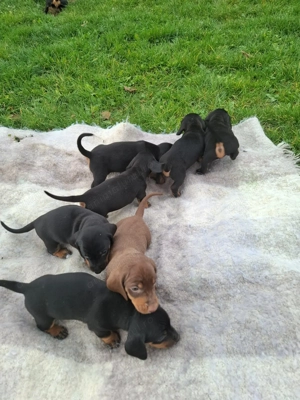 Căței teckel ,o fetiță și 4 băieți  - imagine 3 Căței teckel ,o fetiță și 4 băieți  - imagine 3