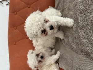 Bichon de vânzare  - imagine 2 Bichon de vânzare  - imagine 2