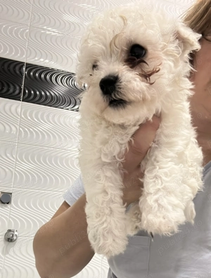 Bichon de vânzare  - imagine 3 Bichon de vânzare  - imagine 3