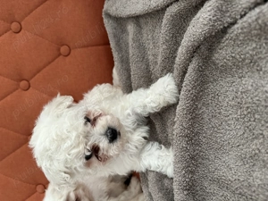 Bichon de vânzare  - imagine 5 Bichon de vânzare  - imagine 5
