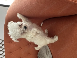 Bichon de vânzare  - imagine 4 Bichon de vânzare  - imagine 4
