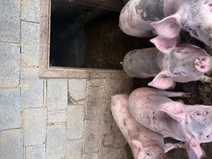 Porci pietreni+duroc - imagine 4 Porci pietreni+duroc - imagine 4