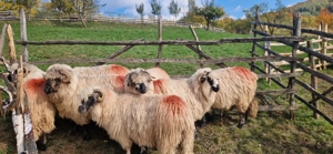 Oi de vanzare  - imagine 3