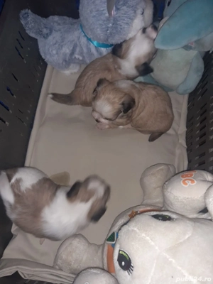    Fetițe Shih Tzu  - imagine 2