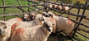 Oi de vanzare  - imagine 2