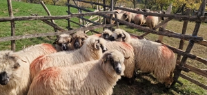 Oi de vanzare  - imagine 4