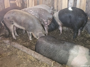 vând porci rasa de calitate de carne 175-185-190-200-220 kg 5 mascul și scrofite 