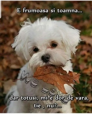 Domn Singur Apartament in ztimsoara!