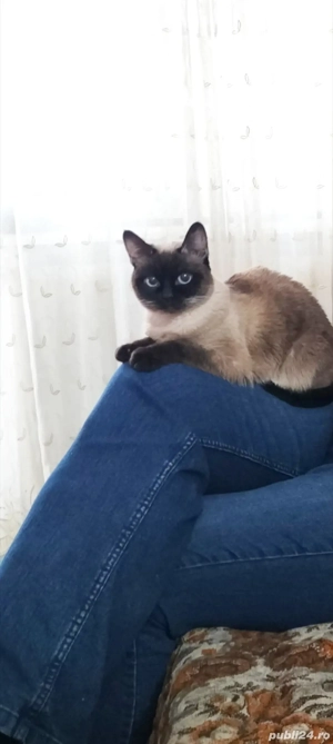 Dau spre adoptie pisica cuminte si iubitoare