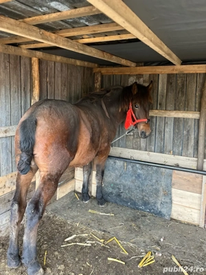 mânz de vânzare de un an si doua luni  - imagine 3 mânz de vânzare de un an si doua luni  - imagine 3