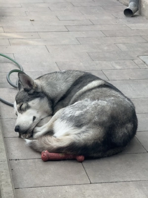 Husky in căutare de fetițe pentru reproducere