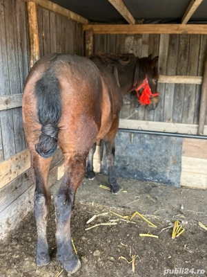 mânz de vânzare de un an si doua luni  - imagine 2 mânz de vânzare de un an si doua luni  - imagine 2