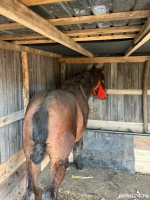 mânz de vânzare de un an si doua luni 