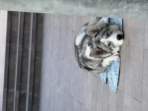Husky in căutare de fetițe pentru reproducere  - imagine 2