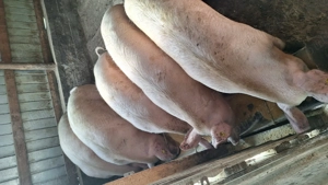 Vand porci in viu sau la carcasa - imagine 3