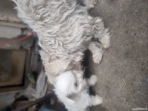 vand bichon maltez toy