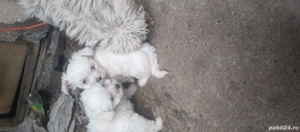 vand bichon maltez toy - imagine 2 vand bichon maltez toy - imagine 2