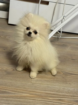 Pomeranieni 4luni - imagine 2