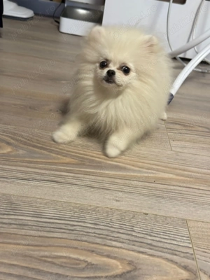 Pomeranieni 4luni - imagine 4